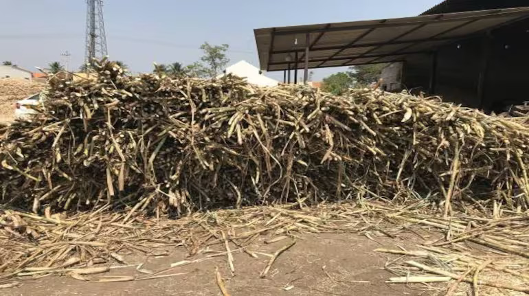 The government has estimated sugar production to decline to 32.3-33 million tonnes in the 2023-24 season (October-September), as against 37.3 million tonnes in the previous season